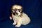 Click to view classifieds CERVULNE