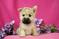 Click to view classifieds UZTJPHGC