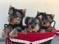 Click to view classifieds SWUKVUTE