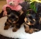 Click to view classifieds QKRKDANB