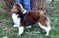 Click to view classifieds OANZZHDN