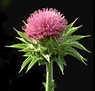 Milk Thistle