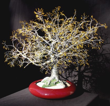 Yellow Oak - Wire Tree Sculpture