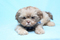 Click to view classifieds UOXYCXZH