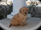 Click to view classifieds OWCXRKNR