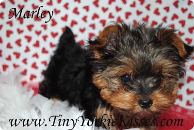 yorkie for sale