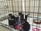 Click to view classifieds PACZTREM