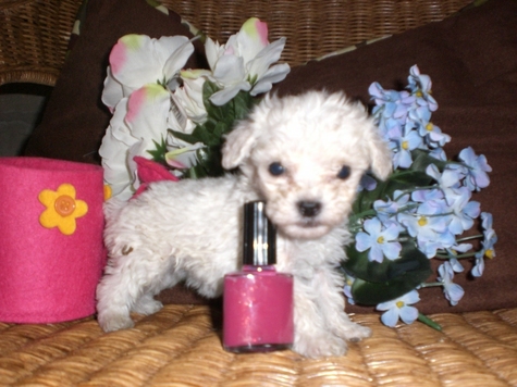 TSpoon Matipoo puppy
