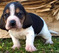Click to view classifieds PKRHVOHO