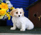 Click to view classifieds FPTTYRCC