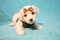 Click to view classifieds BBFDRPBF