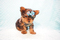 Click to view classifieds MXTOYZAU