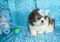 Click to view classifieds BWPSWMHE