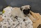 Click to view classifieds TTSGNCUT