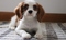 Click to view classifieds CYGRMRDG