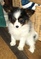 Click to view classifieds PHVNEAVL
