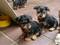Click to view classifieds ELCOOWZX