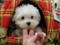 Click to view classifieds BWCVJRWG