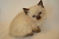 Click to view classifieds ZKLTTBVN