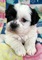 Click to view classifieds LVPCBXOG