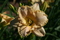 Click to view classifieds QPPFGAPD
