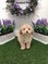 Click to view classifieds GTUSZPWY