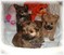 Click to view classifieds KNAFDODW