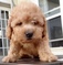 Click to view classifieds PDDEWFOQ