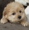 Click to view classifieds QHUWQUJO