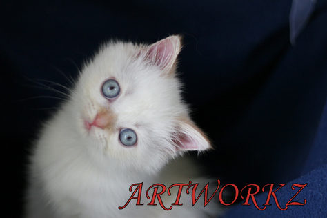 Wall-E, exotic shorthair flame lynx point male