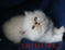 Click to view classifieds MBFSVNOP
