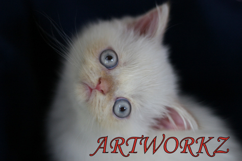 Eve-A, Flame lynx point dollface exotic shorthr