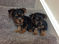 Click to view classifieds UTFGNXXN