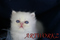 Click to view classifieds TBABSHPL