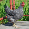 Click to view classifieds VRMGVZXS