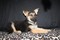 Click to view classifieds RUTLUDNQ