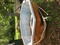 Click to view classifieds UONFAMPS