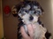 Click to view classifieds BYSXMUUC