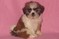 Click to view classifieds TVHYDHXX
