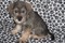 Click to view classifieds OXCPOBRX