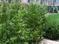 Click to view classifieds XASAPECD