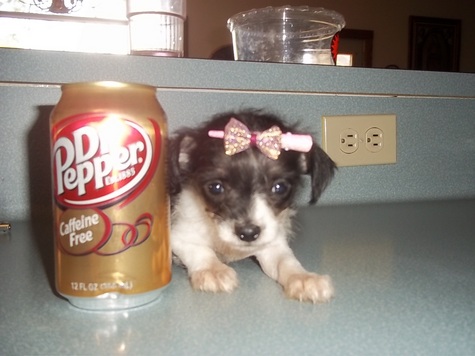 Chorkie