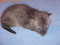 Click to view classifieds NZGPSKCB