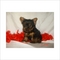 Click to view classifieds LAKLCOZO