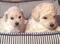 Click to view classifieds YUDFJCVM
