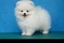 Click to view classifieds VECKBLGA