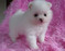 Click to view classifieds ATNOQMMQ
