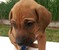 Click to view classifieds UDPVAKEV