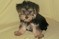 Click to view classifieds RMQSCUOC
