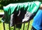 Click to view classifieds MQUMMFLW